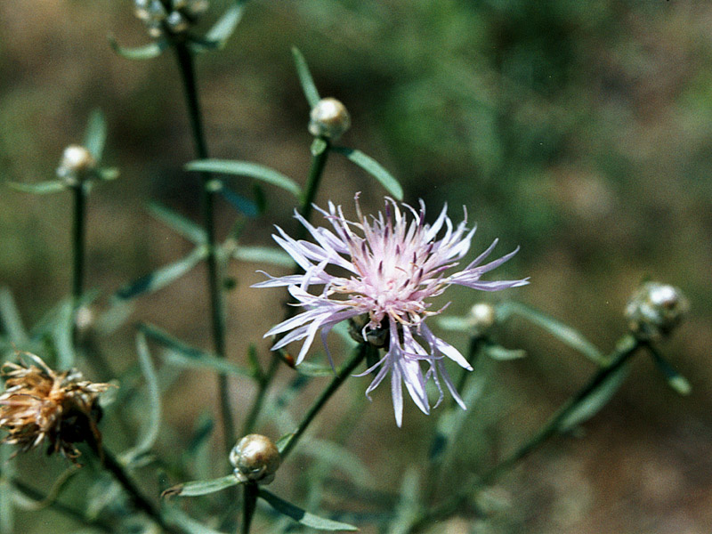 Image of Centaurea protogerberi specimen.