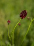 Sanguisorba officinalis