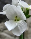 Arabis caucasica. Цветок. Краснодарский край, Сочи, окр. Хосты, скала. 26.02.2015.