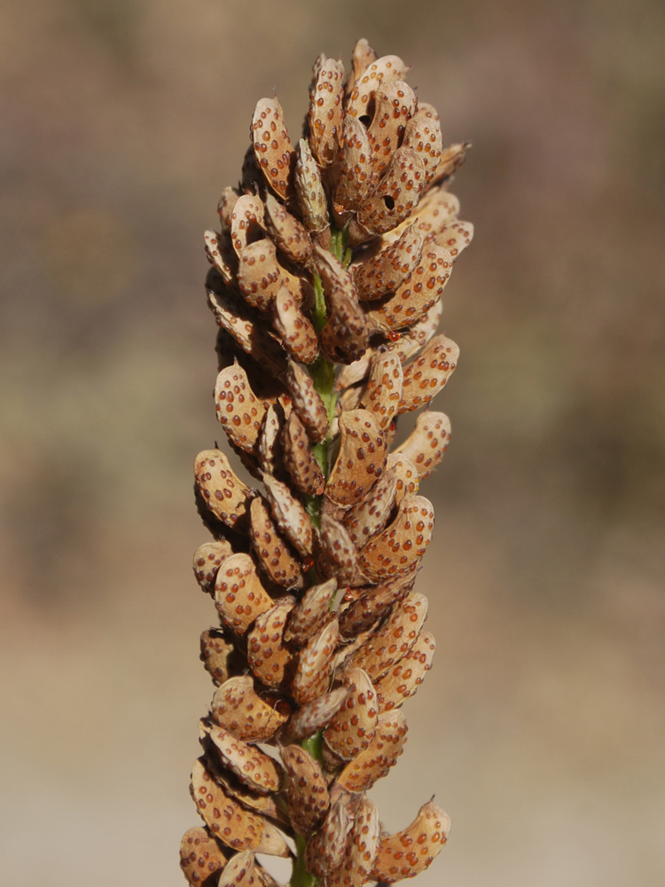 Image of Amorpha fruticosa specimen.