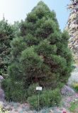 Pinus pallasiana