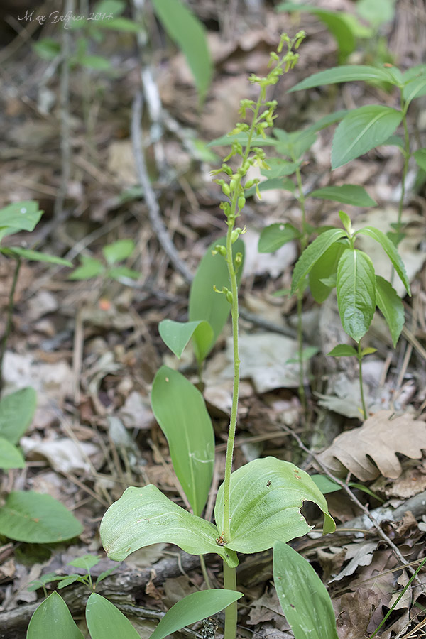 Изображение особи Listera ovata.