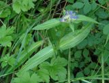 Gentiana macrophylla. Верхушка цветущего растения. Иркутская обл., Иркутский р-н, окр. пос. Марково. 21.07.2014.