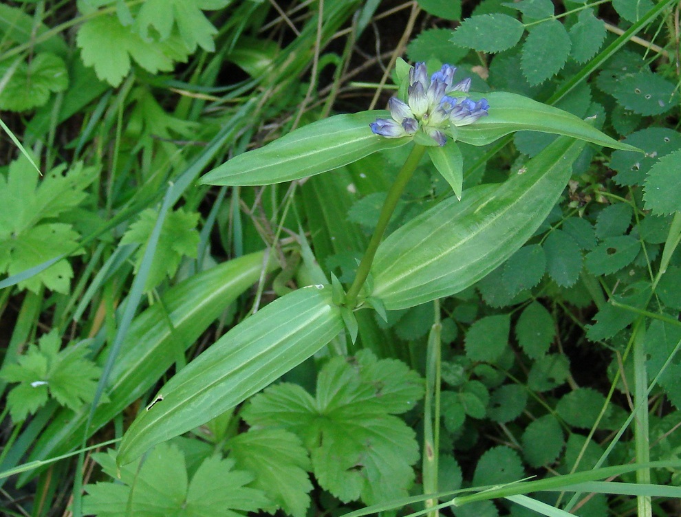 Image of Gentiana macrophylla specimen.