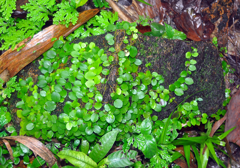 Изображение особи Lemmaphyllum microphyllum.