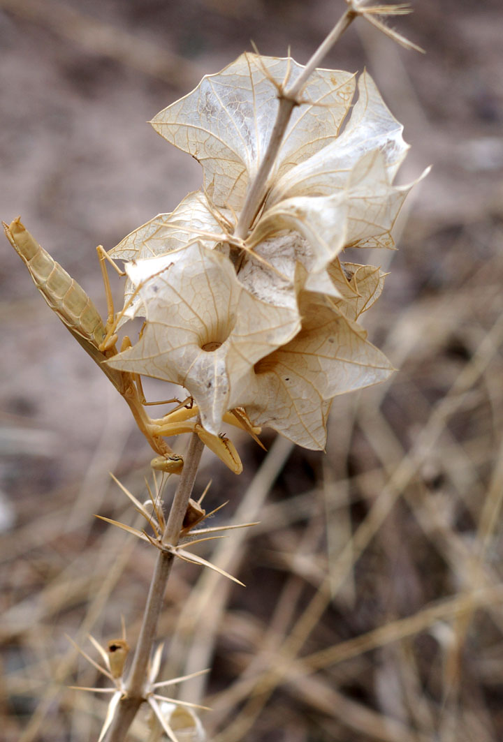 Изображение особи Lagochilus platycalyx.