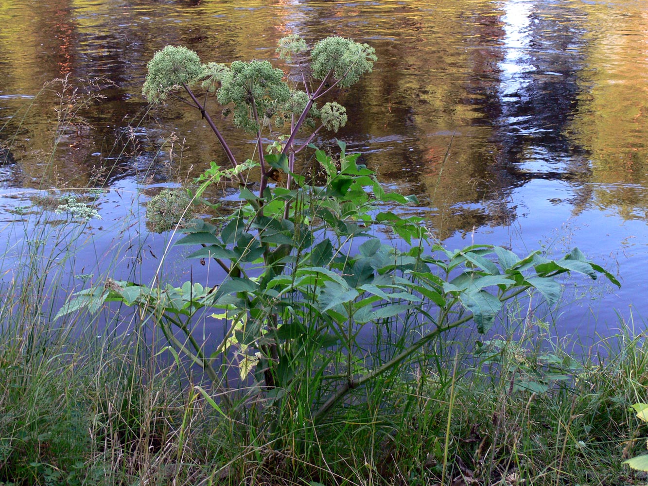 Image of Archangelica officinalis specimen.