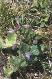genus Delphinium