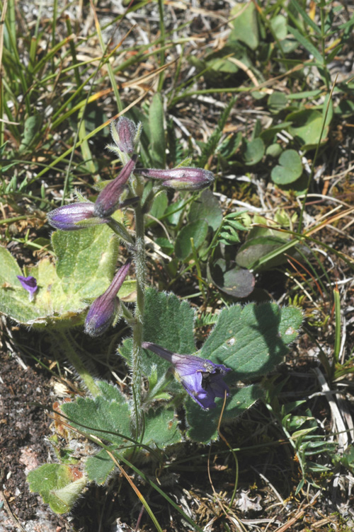 Изображение особи род Delphinium.