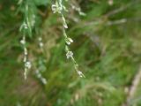 Polygonum patulum