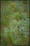 Isatis tinctoria. Цветущее растение. Чешская республика, Южная Моравия, национальный природный резерват Děvín-Kotel-Soutěska. 02.05.2008.