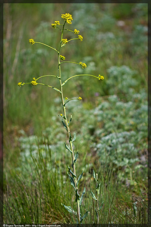 Изображение особи Isatis tinctoria.