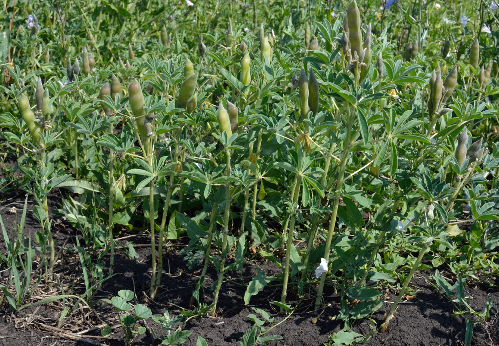 Изображение особи Lupinus albus.