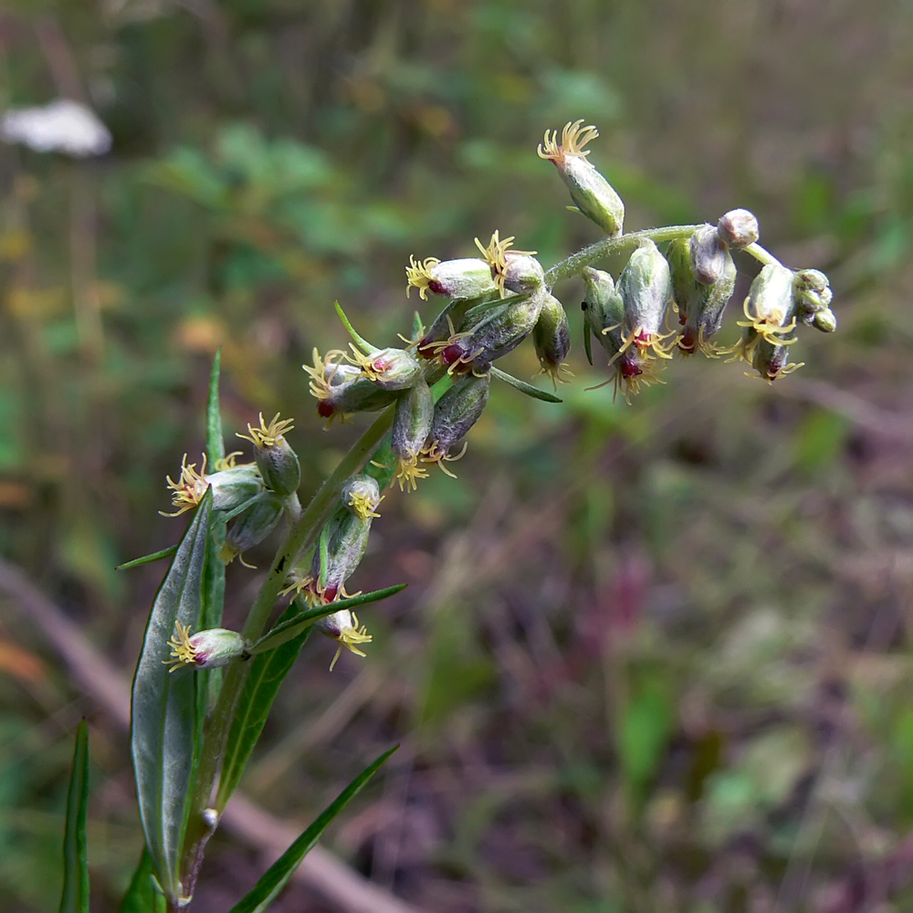 Изображение особи Artemisia vulgaris.