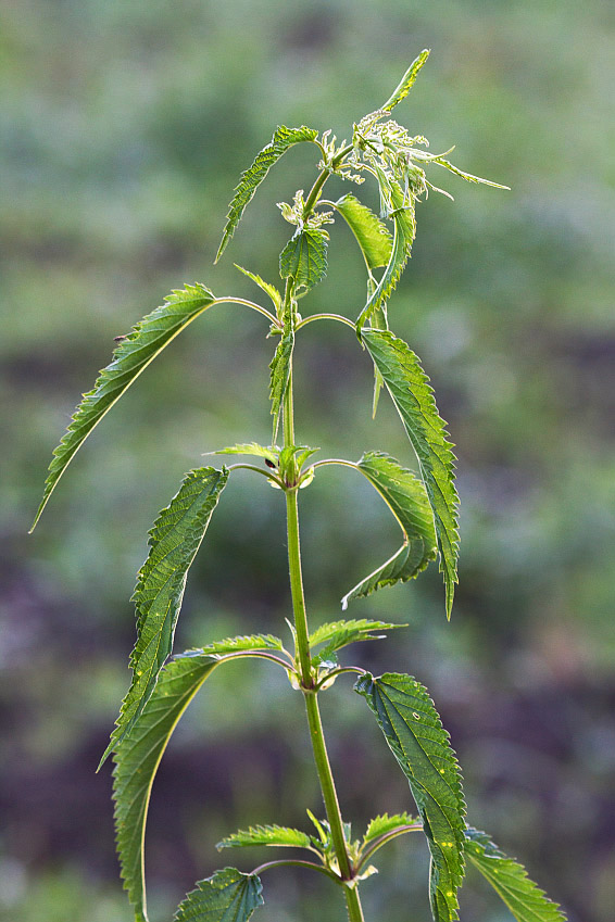 Image of Urtica dioica specimen.