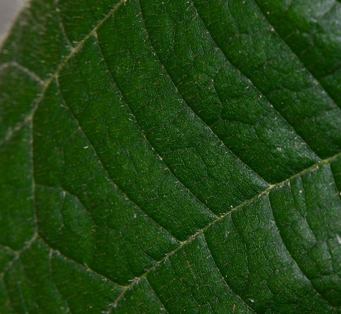 Image of Dombeya × cayeuxii specimen.