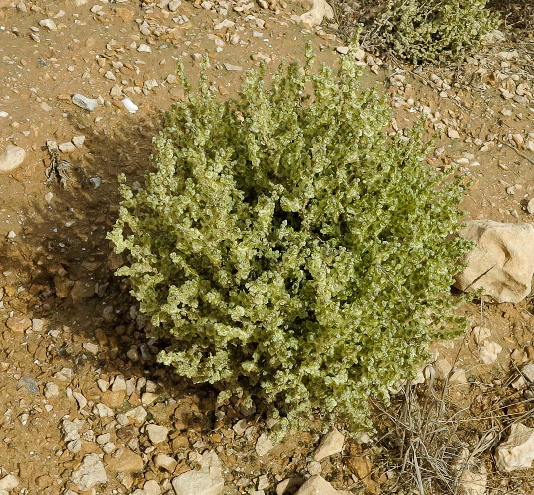 Изображение особи Salsola inermis.