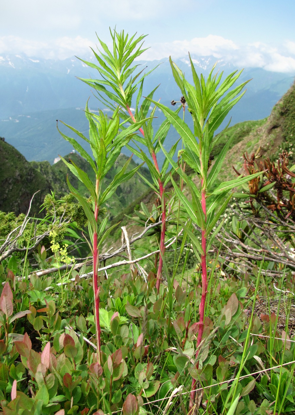 Image of Chamaenerion angustifolium specimen.