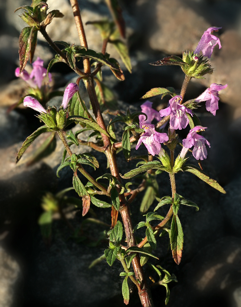 Изображение особи Galeopsis ladanum.