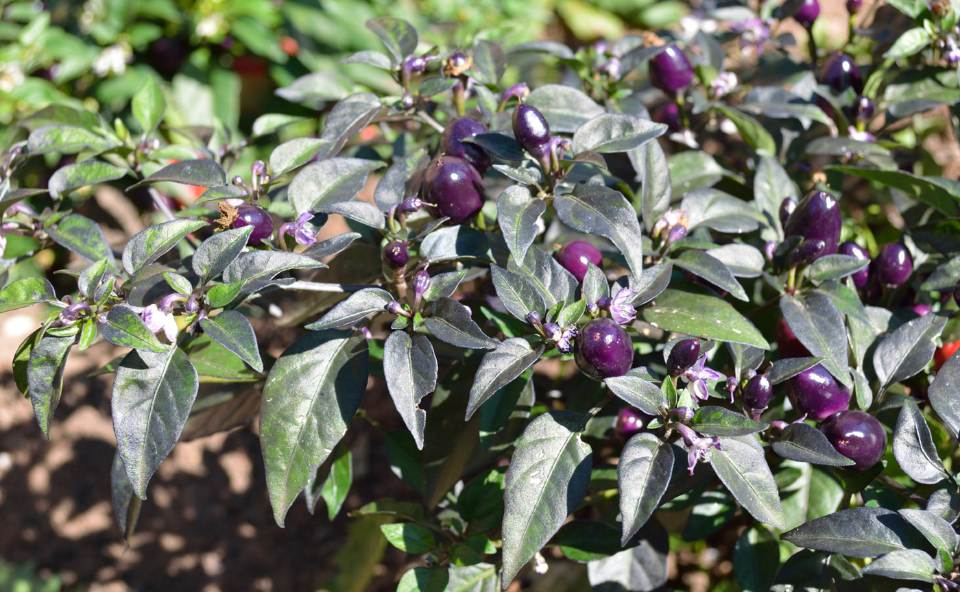 Image of Capsicum annuum specimen.