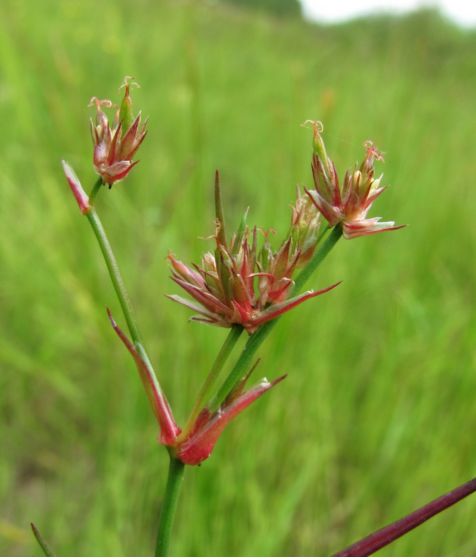 Изображение особи Juncus articulatus.