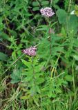 Eupatorium lindleyanum