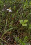 Coptis trifolia