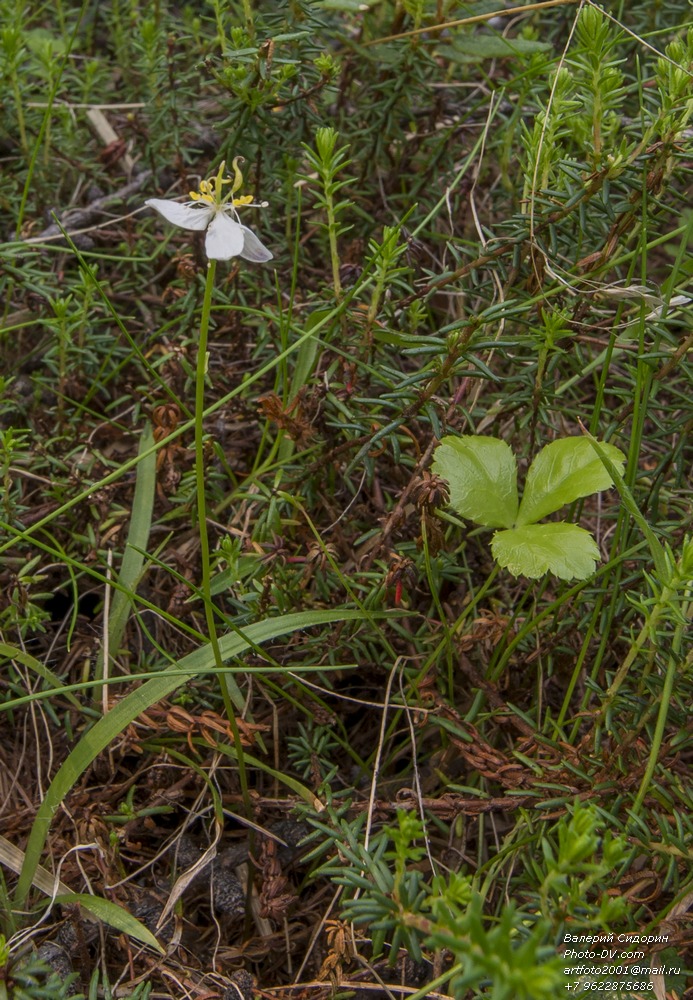 Изображение особи Coptis trifolia.