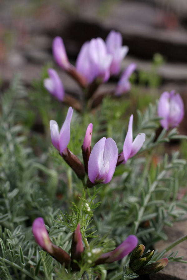 Image of Astragalus pachyrrhizus specimen.