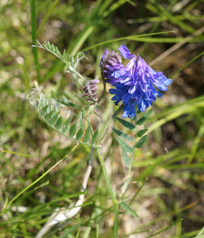 Image of Vicia cracca specimen.