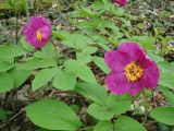 Paeonia caucasica. Цветущие растения. Краснодарский край, г. Сочи, Лазаревский р-н, окр. с. Барановка, горный лес. 30.03.2016.