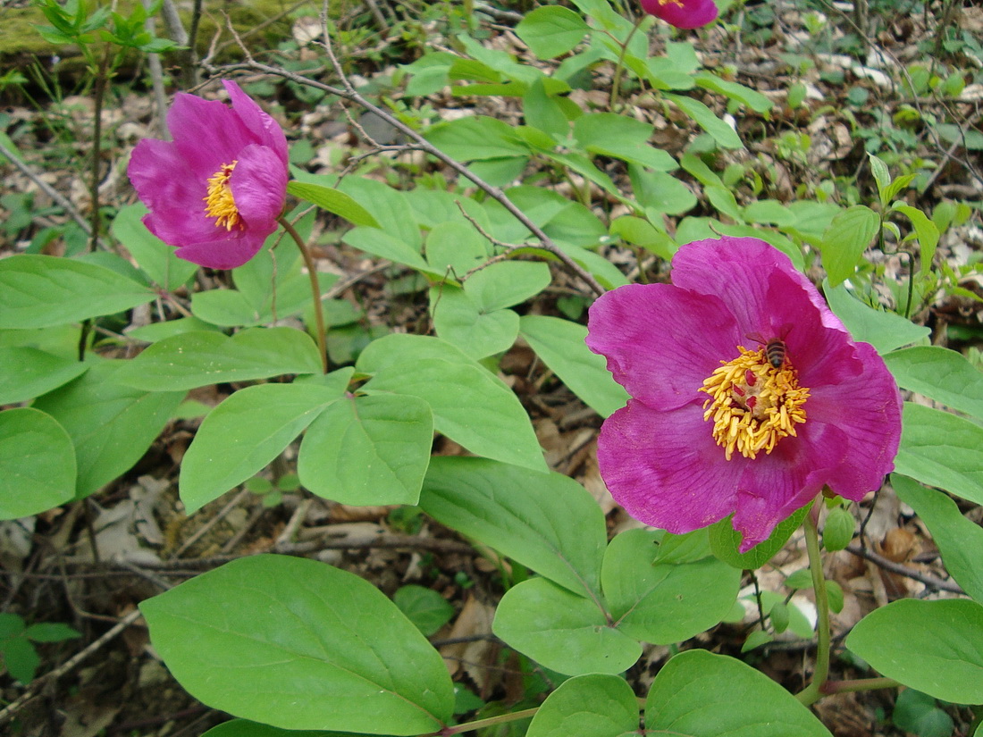 Image of Paeonia caucasica specimen.
