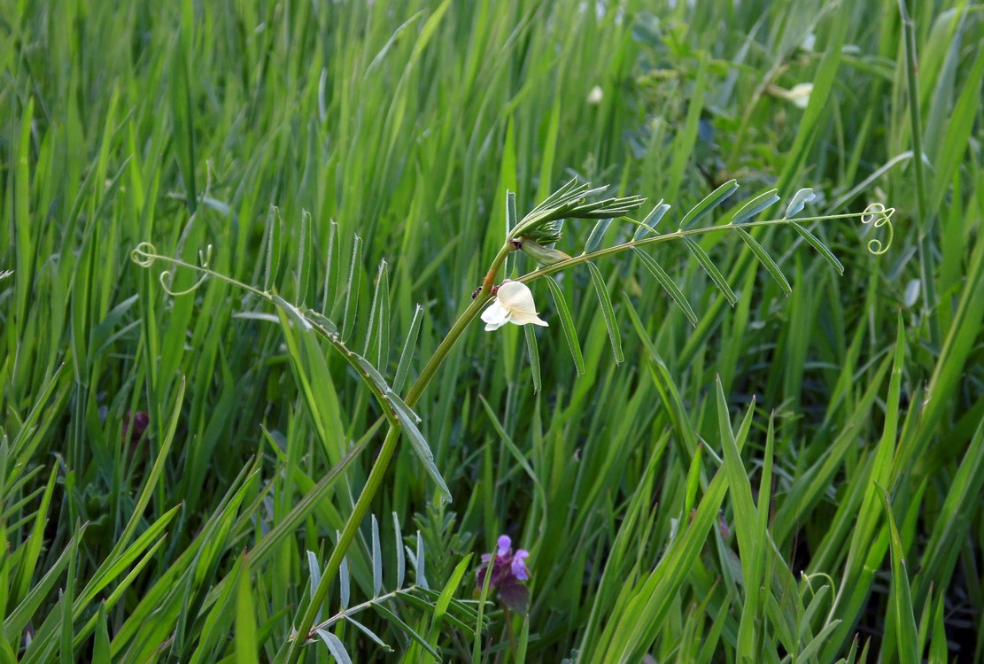 Image of Vicia biebersteinii specimen.