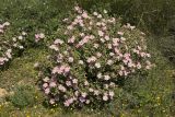 Cistus parviflorus