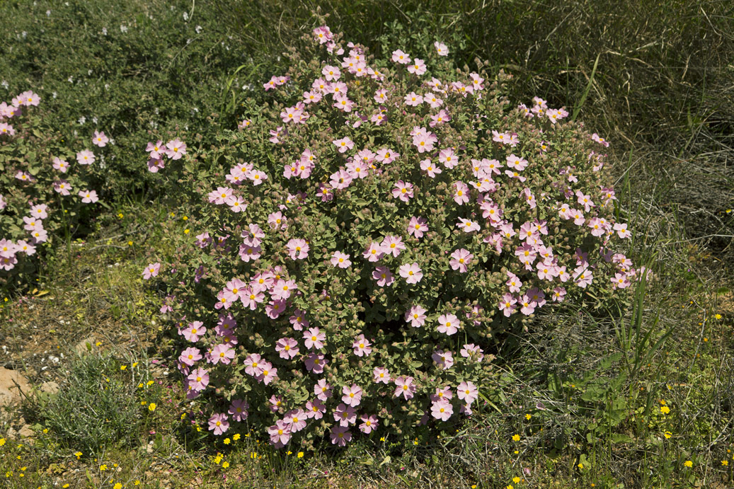 Изображение особи Cistus parviflorus.