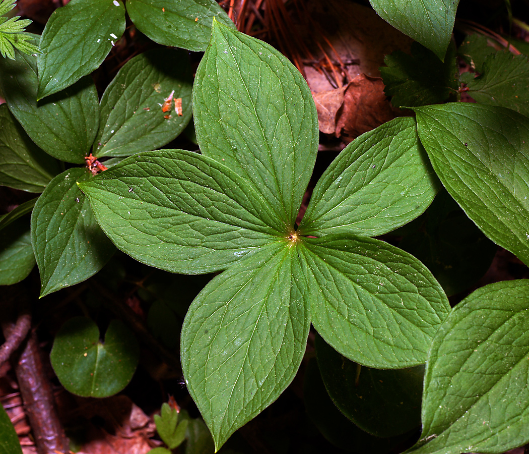 Image of Paris quadrifolia specimen.