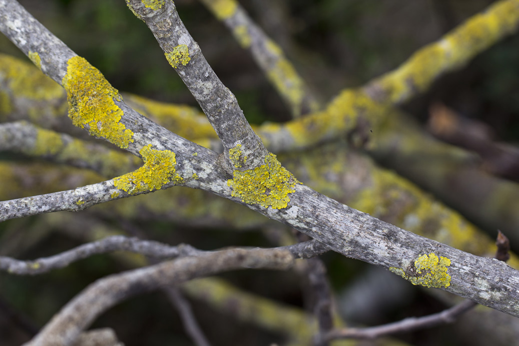 Image of Ficus carica specimen.