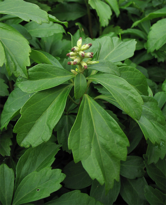 Изображение особи Pachysandra terminalis.