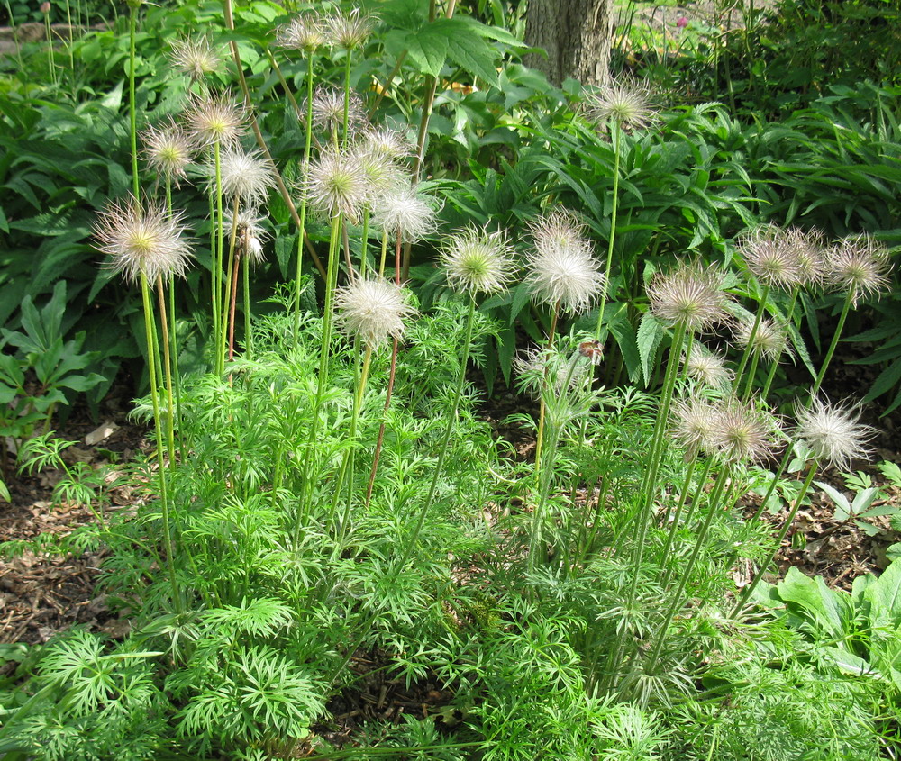 Изображение особи Pulsatilla vulgaris.