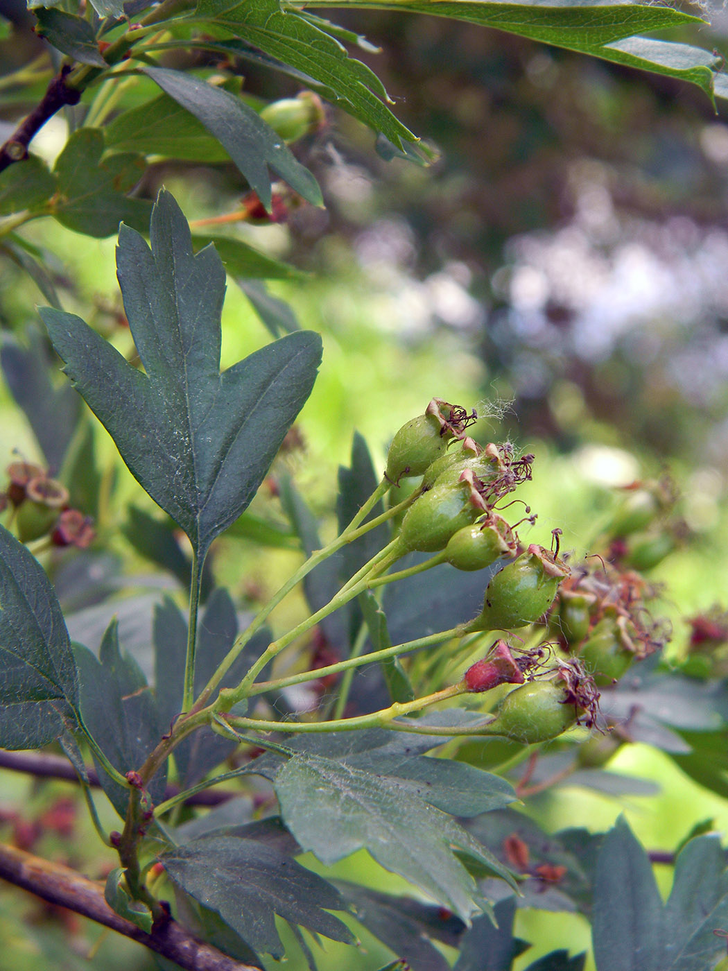 Image of Crataegus monogyna specimen.
