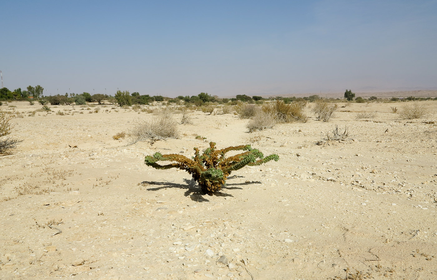 Image of Hyoscyamus desertorum specimen.