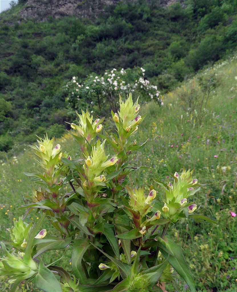 Изображение особи Melampyrum chlorostachyum.