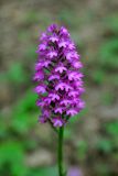 Anacamptis pyramidalis