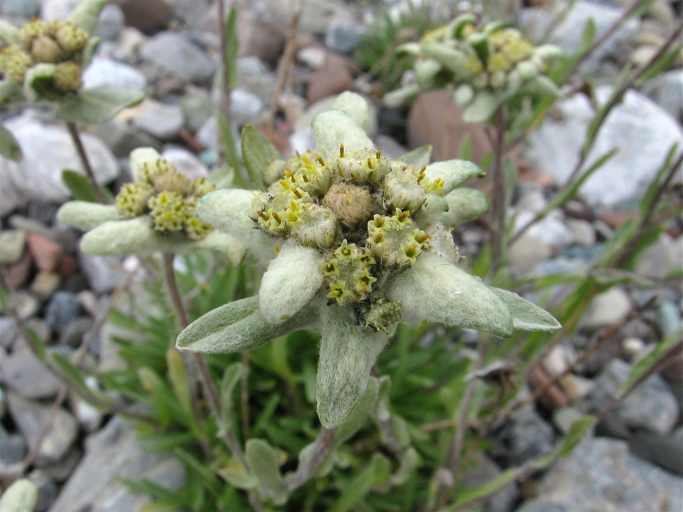 Изображение особи Leontopodium ochroleucum.