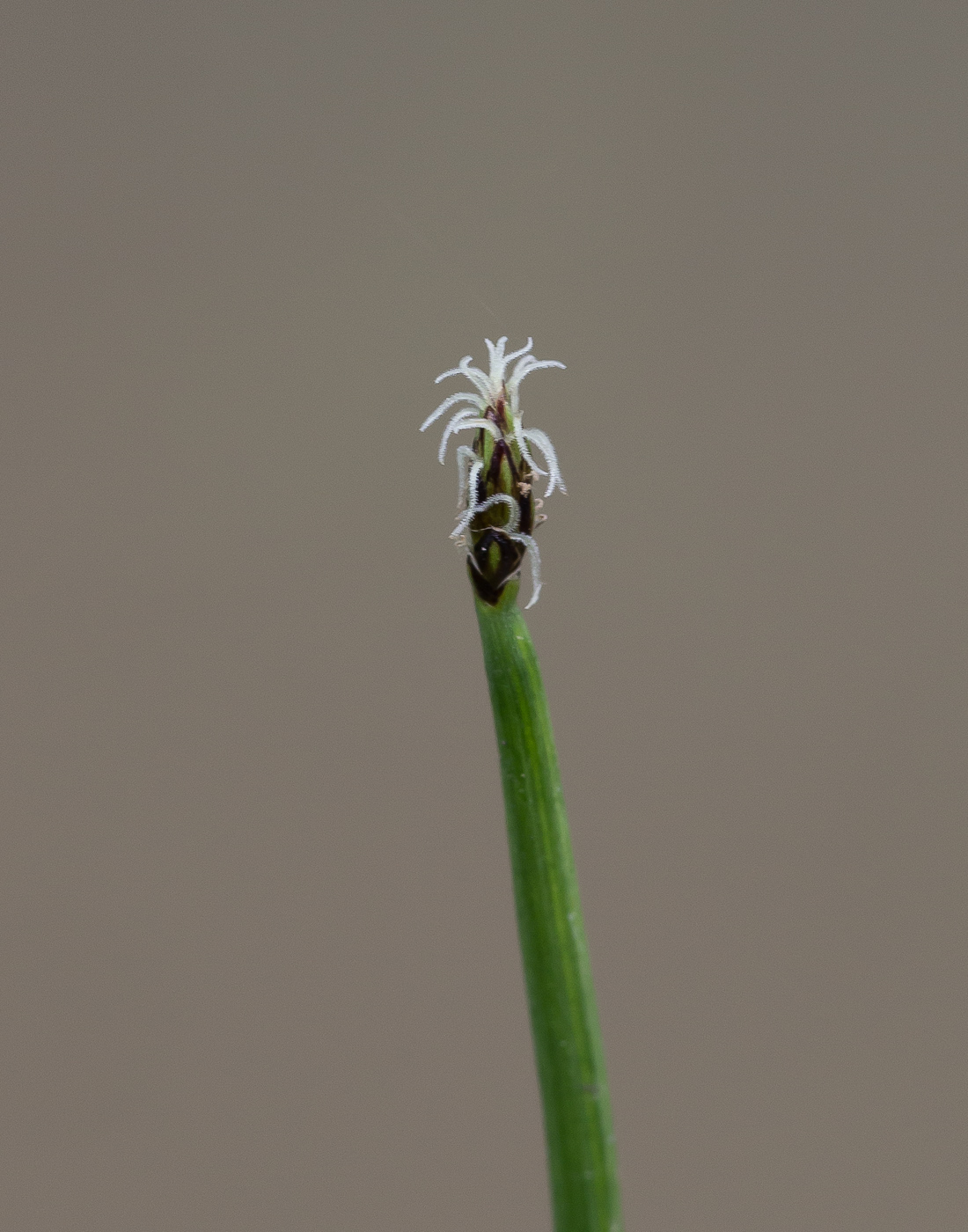 Изображение особи род Eleocharis.