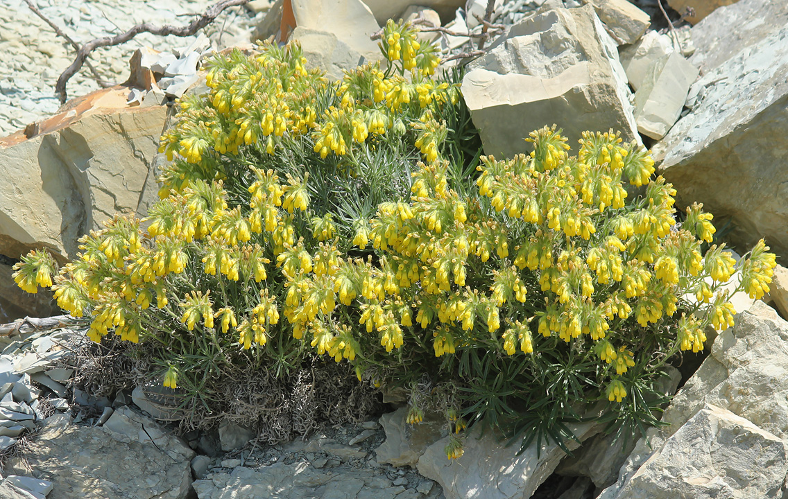 Image of Onosma polyphylla specimen.