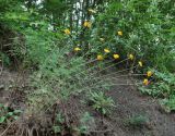 Anthemis tinctoria