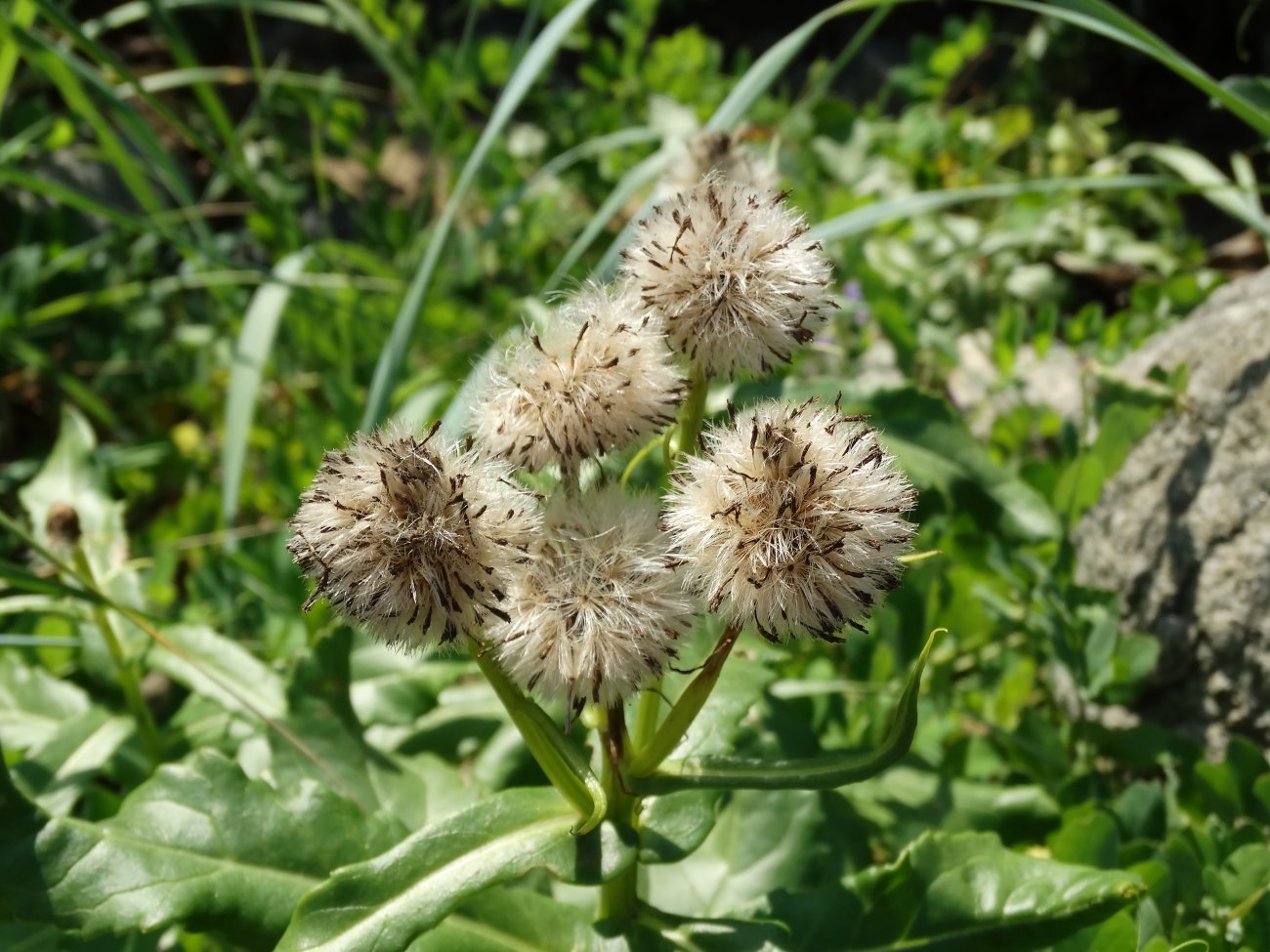 Image of Senecio pseudoarnica specimen.