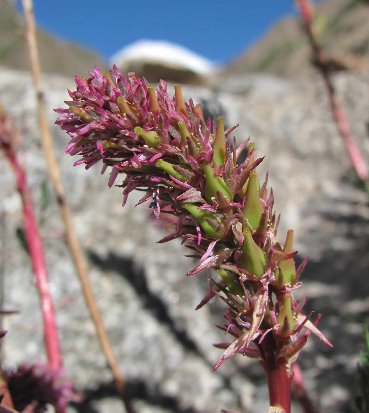 Image of Myricaria squamosa specimen.