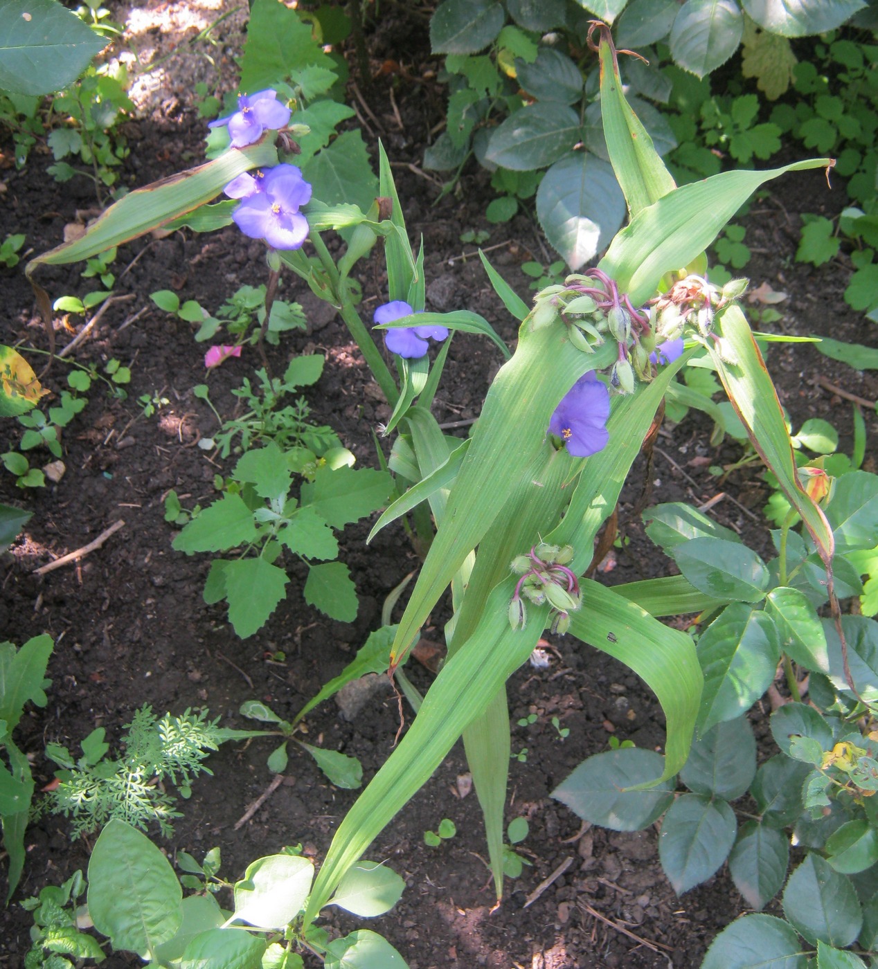 Изображение особи Tradescantia virginiana.